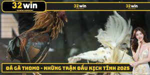 Đá Gà Thomo - Những Trận Đấu Kịch Tính, Lôi Cuốn 2025