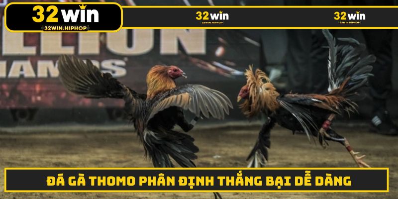 Đá gà Thomo phân định thắng bại dễ dàng